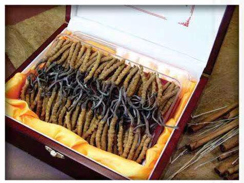 临江冬虫夏草回收